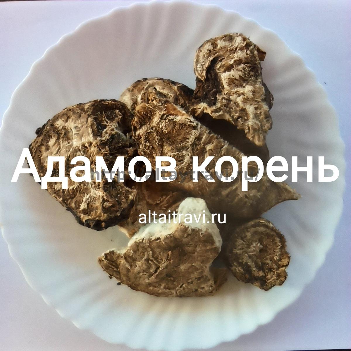 Картинки адамов корень